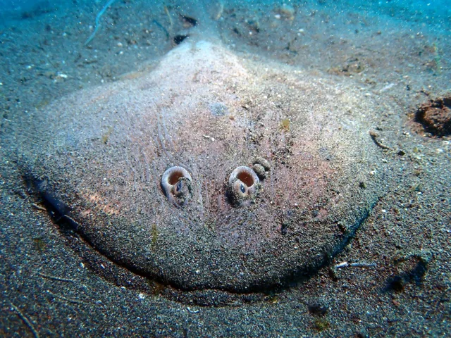 伊豆・大瀬崎でのダイビング：ダイビング中に見られる海の生き物
