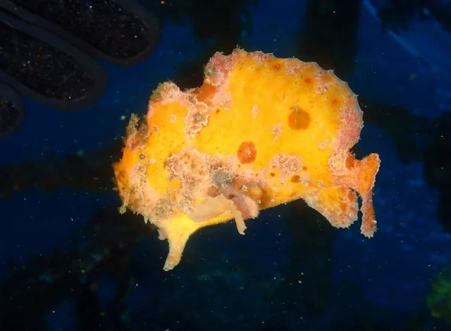 伊豆・大瀬崎でのダイビング：ダイビング中に見られる海の生き物