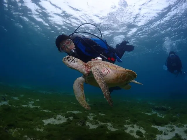 水中でウミガメと泳ぐダイバー