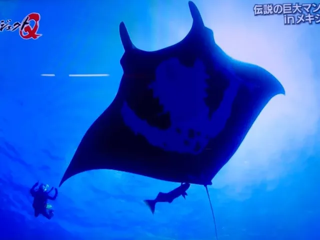 水中を泳ぐ大型のエイ