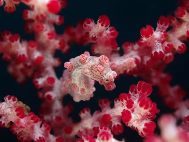 ダイビング中に見られる海の生き物