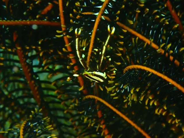 ダイビング中に見られる海の生き物