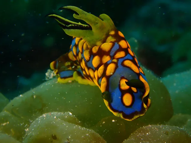 ダイビング中に見られる海の生き物