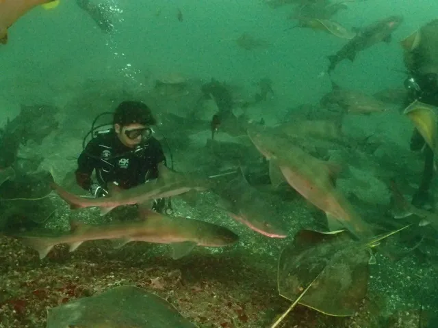 水中でサメや魚の群れと泳ぐダイバー