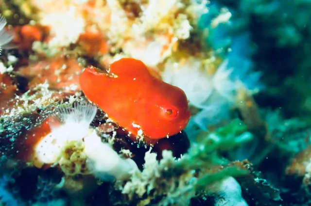 江之浦ダイビングサービス　　ａｑｕａｌａｎｄでのダイビング中に見られる海の生き物