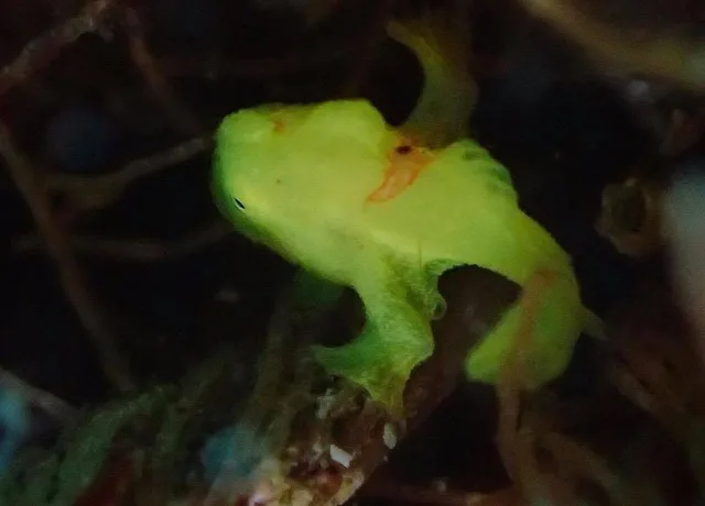 伊豆・大瀬崎でのダイビング:ダイビング中に見られる海の生き物