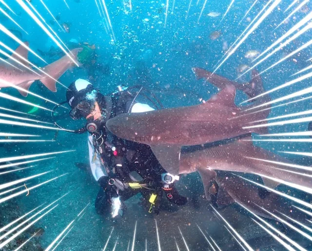伊戸ダイビングサービスBOMMIEでの水中でサメや魚の群れと泳ぐダイバー