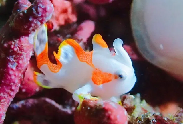 伊豆・大瀬崎でのダイビング：ダイビング中に見られる海の生き物