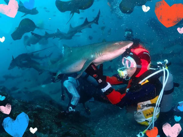 伊戸ダイビングサービスBOMMIEでの水中でサメや魚の群れと泳ぐダイバー