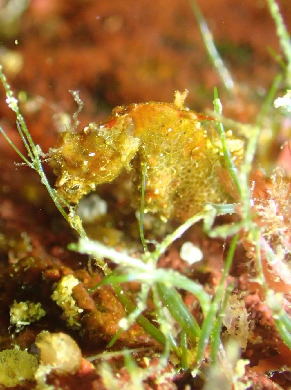 2018年4月29日(投稿日) / ダイビング中に見られる海の生き物