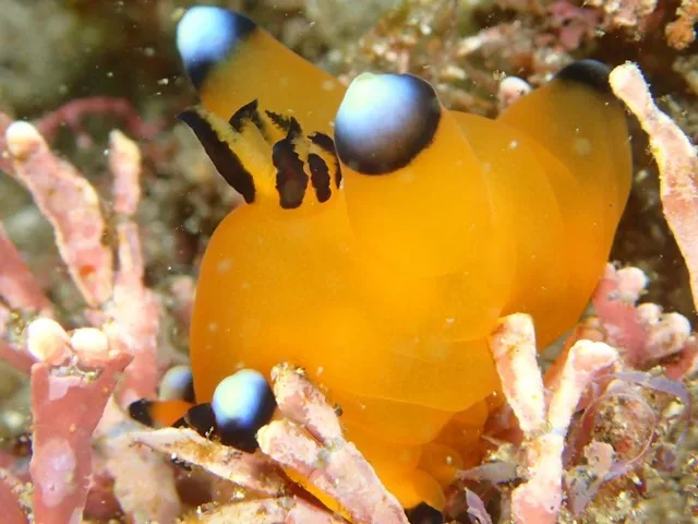福浦ダイビングサービスでのダイビング中に見られる海の生き物