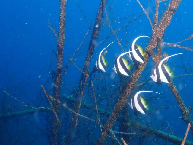 ダイビング中に見られる海の生き物