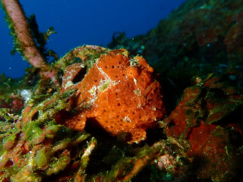 2020年2月21日(投稿日) / ダイビング中に見られる海の生き物