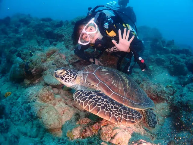 水中で泳ぐウミガメとダイバー
