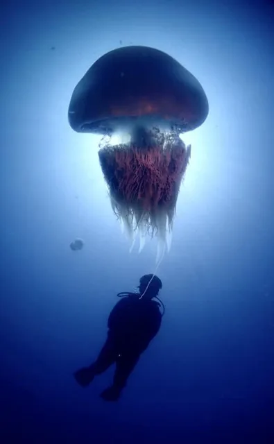 水中を漂うクラゲとダイバー