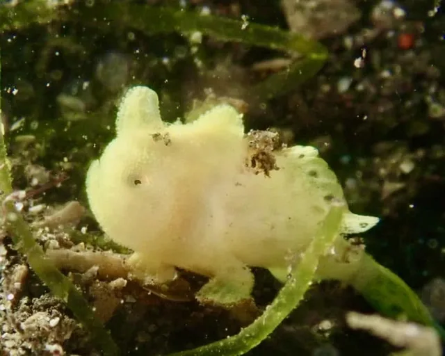 ダイビング中に見られる海の生き物
