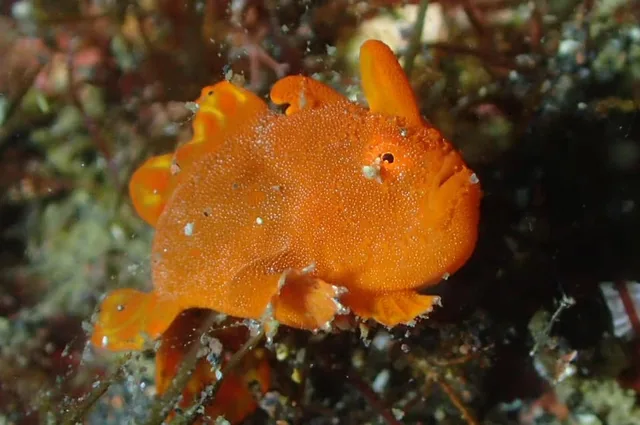 伊豆・大瀬崎でのダイビング:ダイビング中に見られる海の生き物