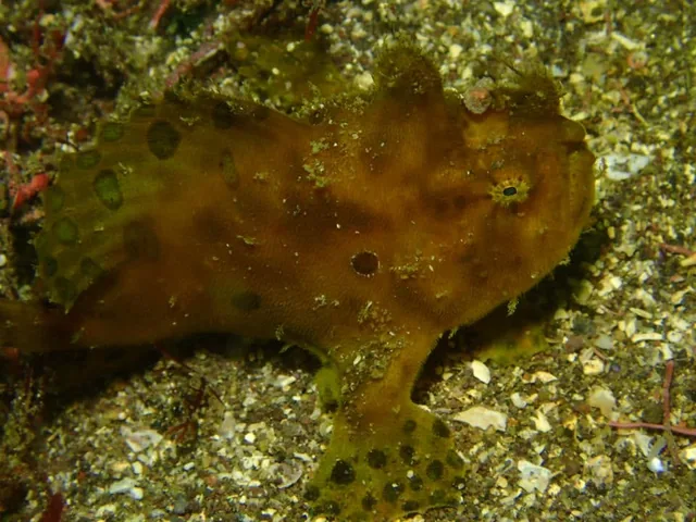 福浦ダイビングサービスでのダイビング中に見られる海の生き物