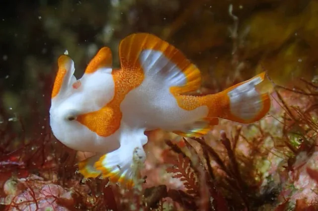 伊豆・大瀬崎でのダイビング:ダイビング中に見られる海の生き物