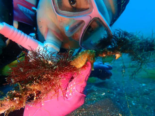 ダイビング中に見られる海の生き物
