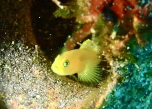 伊豆・大瀬崎でのダイビング:ダイビング中に見られる海の生き物