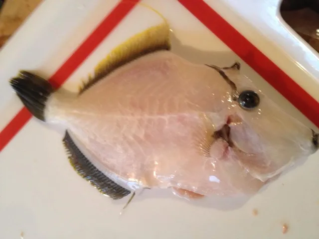 高知県・柏島での柏島ツアーの夕食に出されたカワハギの刺身