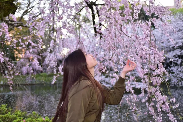 静岡県三島市・三嶋大社での三嶋大社のしだれ桜を眺める仲間