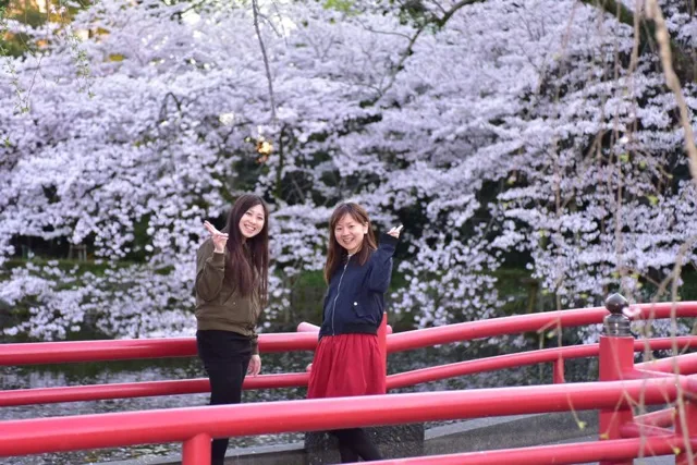 静岡県三島市・三嶋大社での三嶋大社の桜と赤い橋の前に立つ仲間（花見・観光の記録）