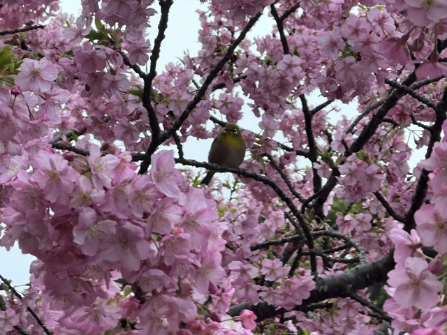 伊豆・大瀬崎でのダイビング:大瀬崎で咲く桜の花と枝に止まるメジロ