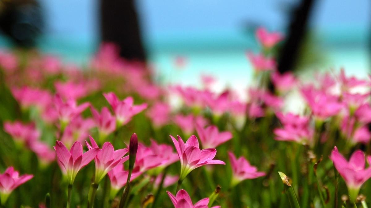 南の島の花 壁紙 写真