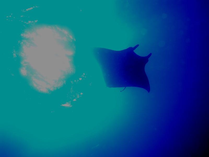 _CrO@cA[̎ʐ^ypIz